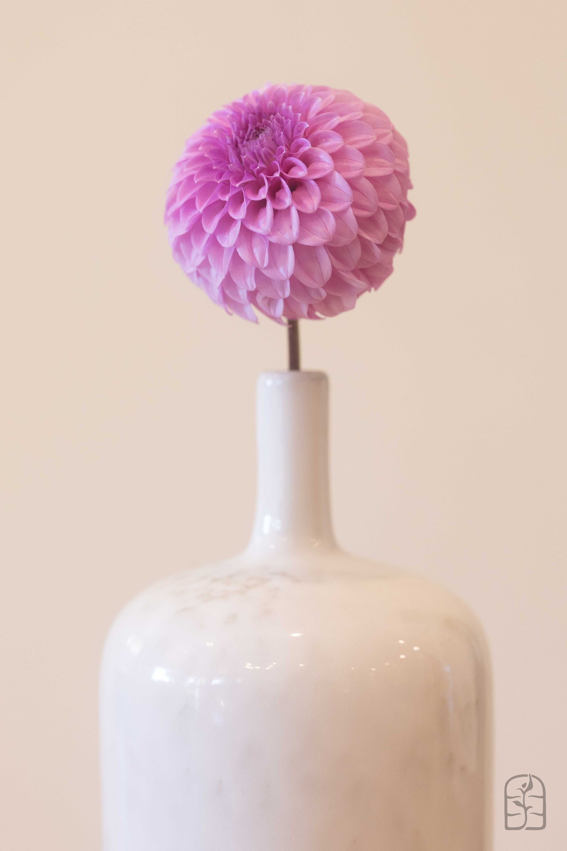 Glenmarc Connie 🇦🇺