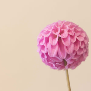 Glenmarc Connie 🇦🇺