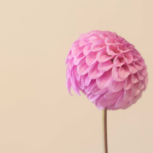 Glenmarc Connie 🇦🇺