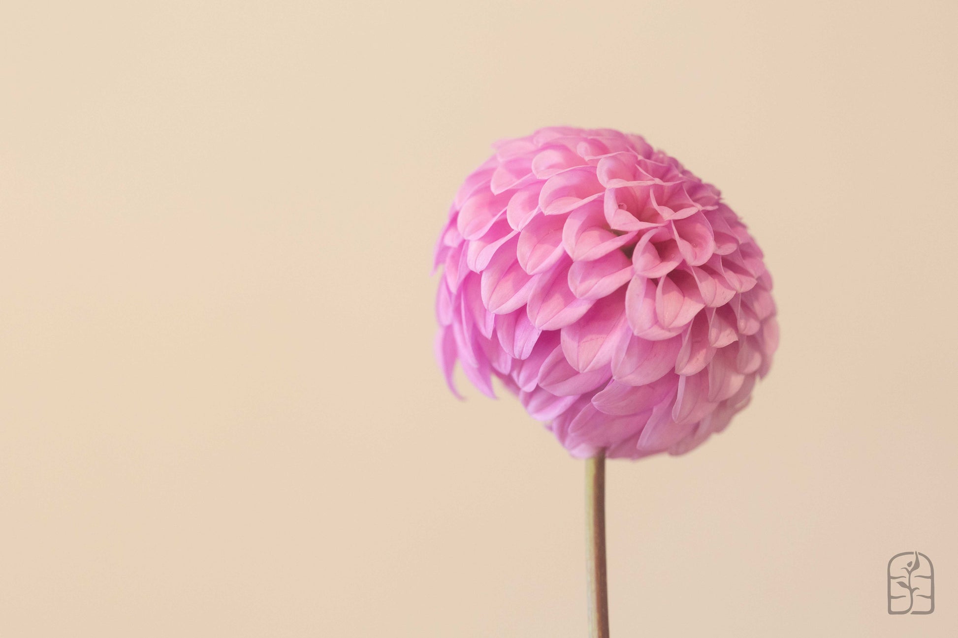 Glenmarc Connie 🇦🇺