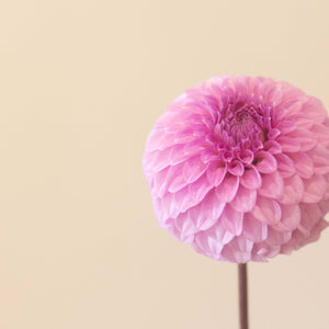 Glenmarc Connie 🇦🇺