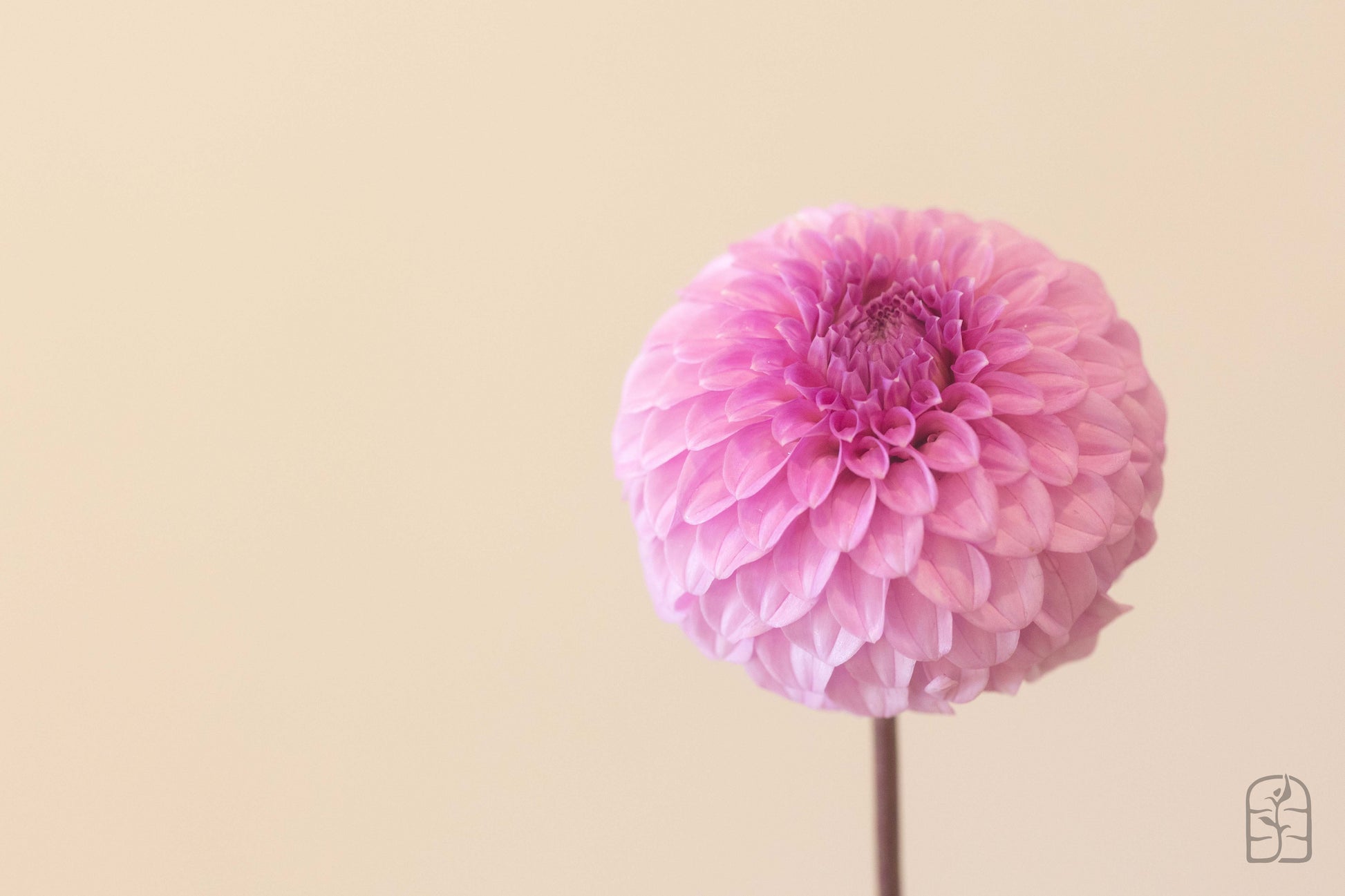 Glenmarc Connie 🇦🇺