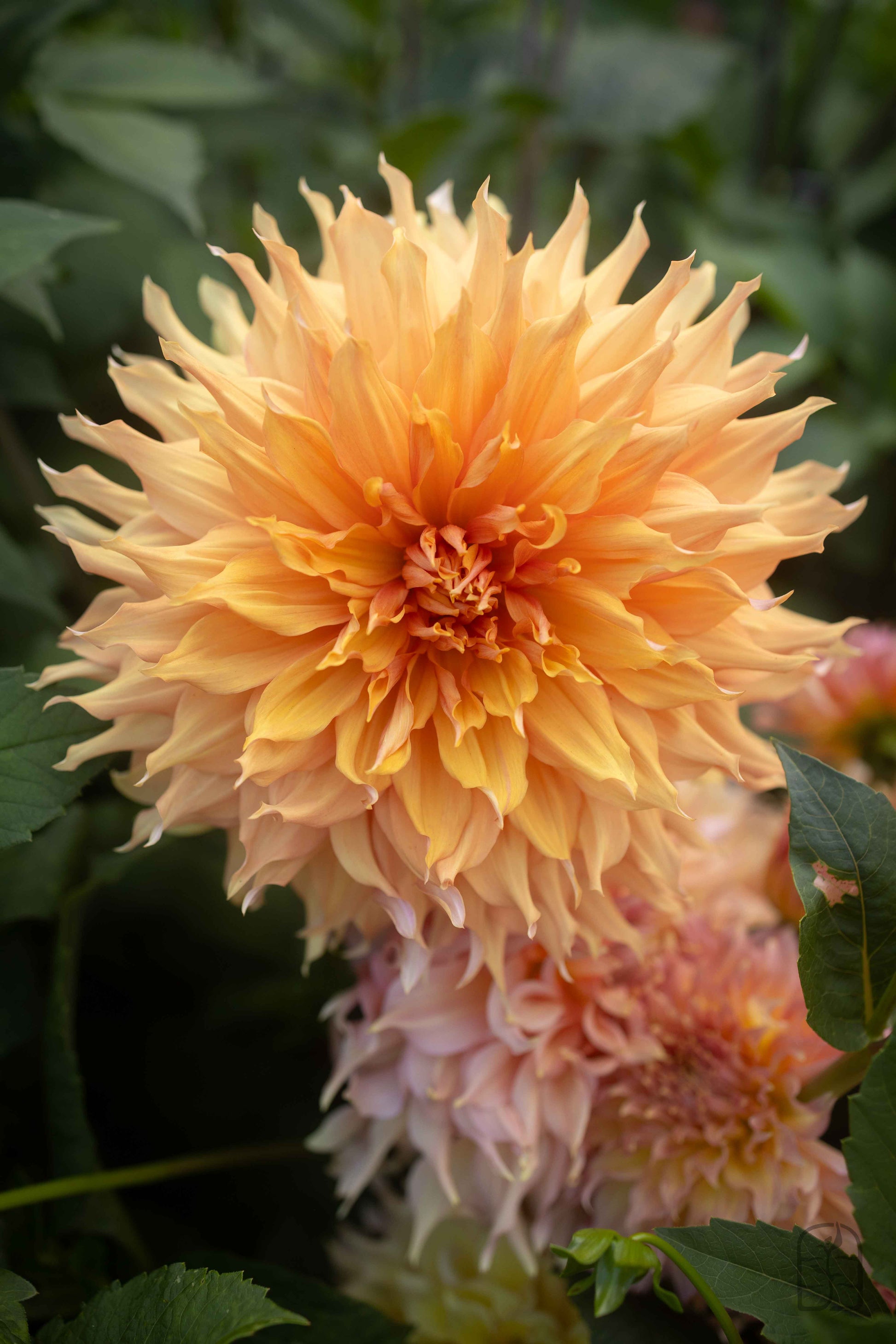 Helena Rutherford Ely