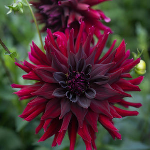 Hollyhill Black Beauty