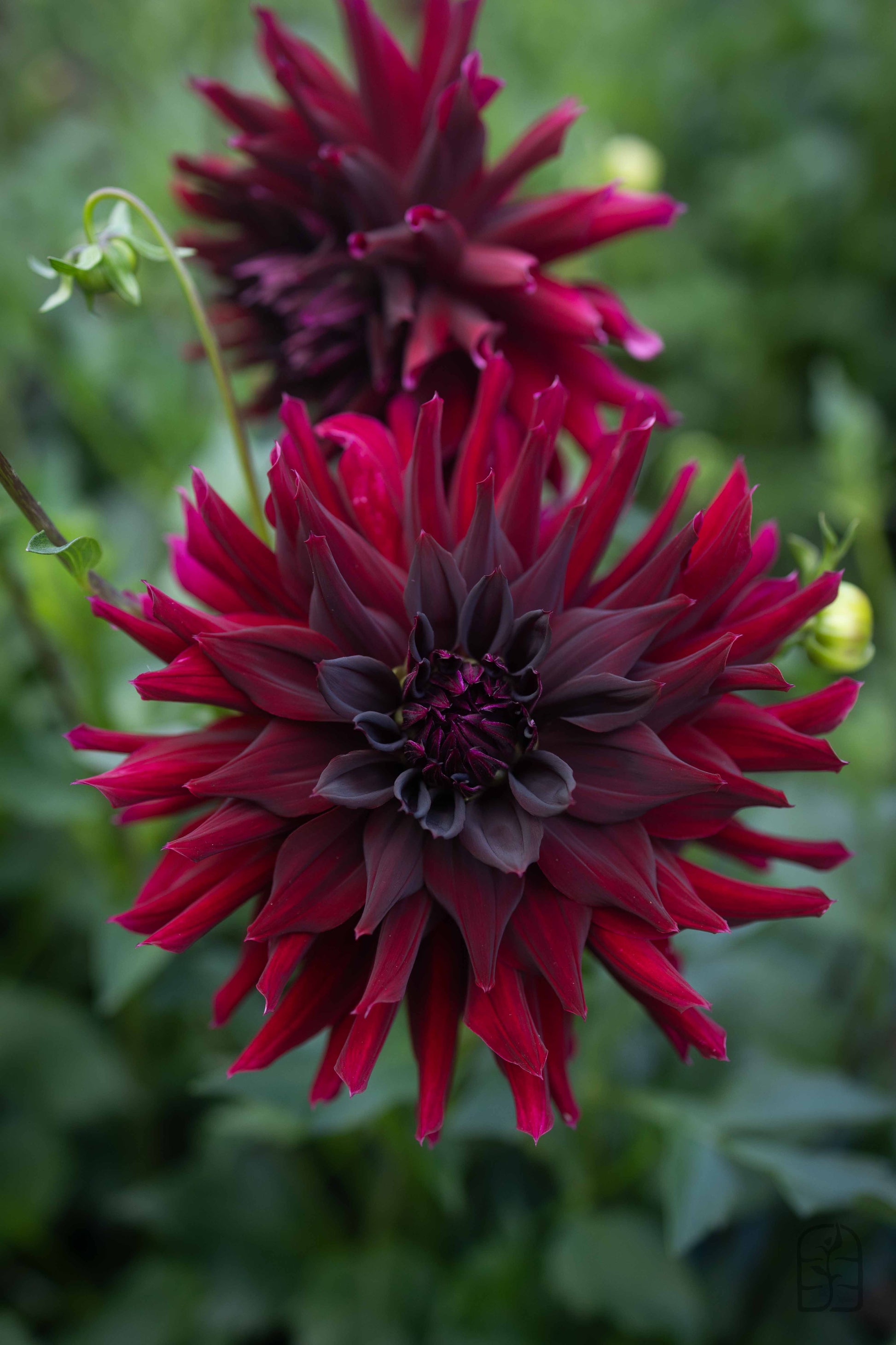 Hollyhill Black Beauty