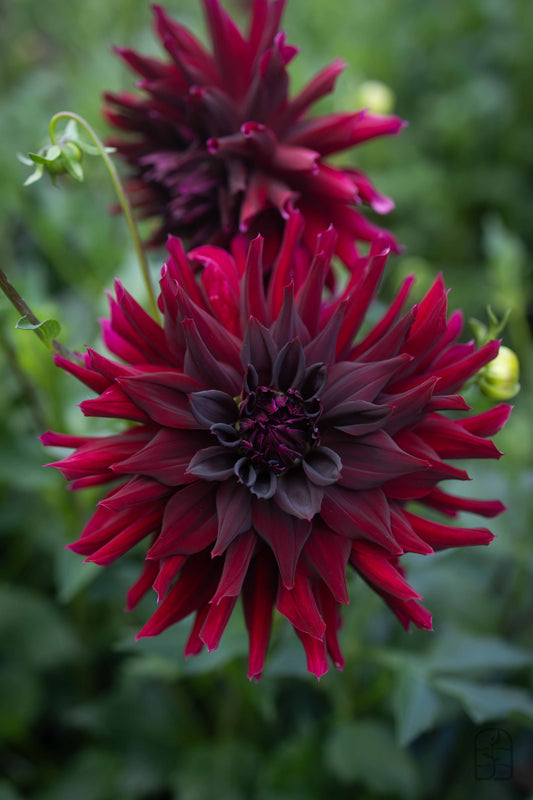 Hollyhill Black Beauty