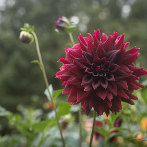 Hollyhill Black Beauty