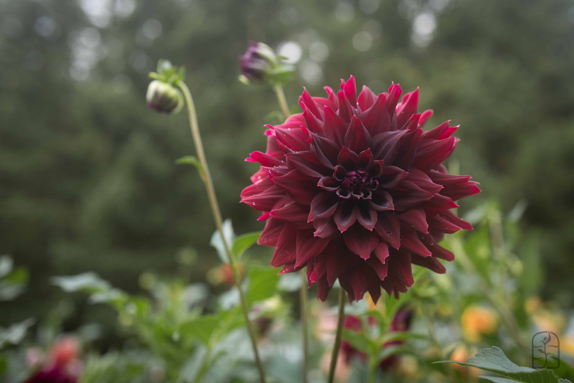 Hollyhill Black Beauty