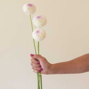 Hollyhill Miss White