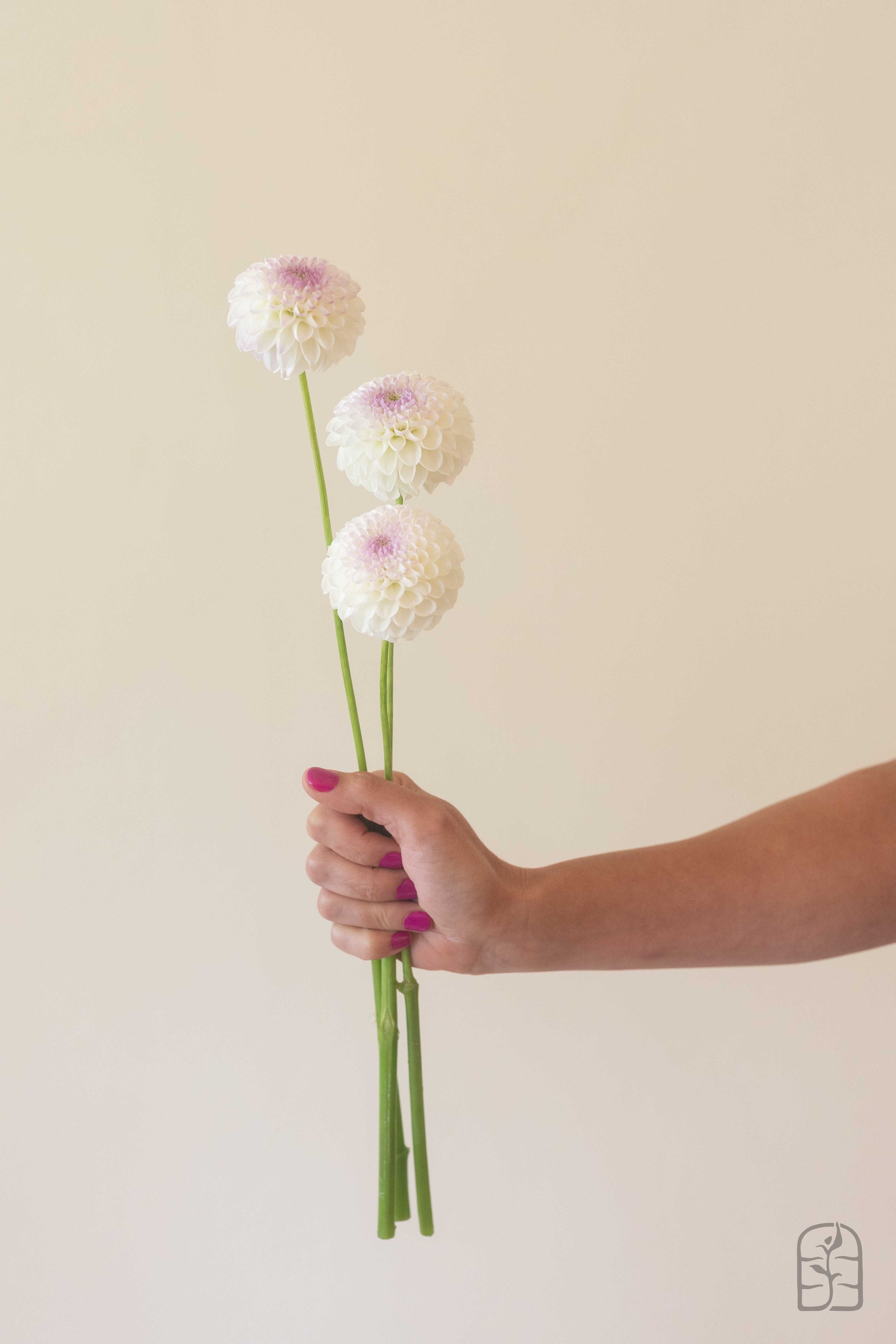 Hollyhill Miss White