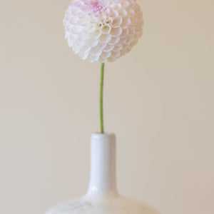 Hollyhill Miss White