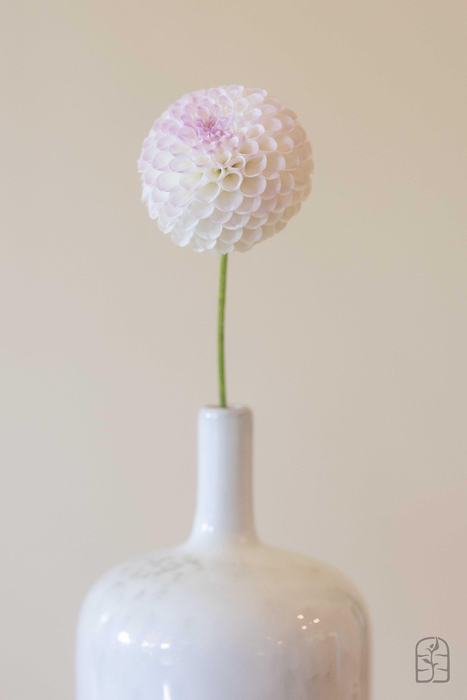 Hollyhill Miss White