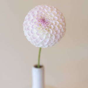 Hollyhill Miss White