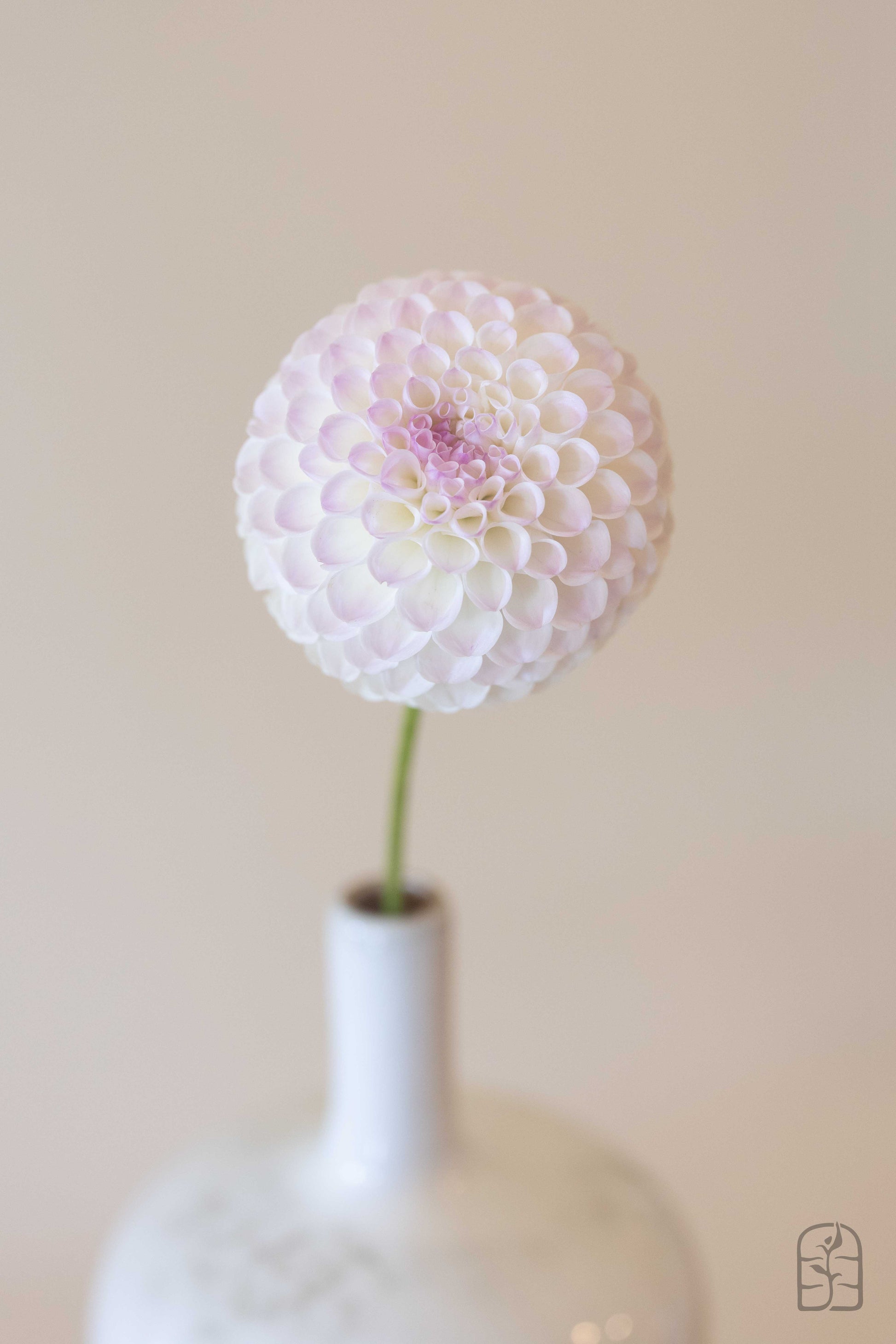 Hollyhill Miss White