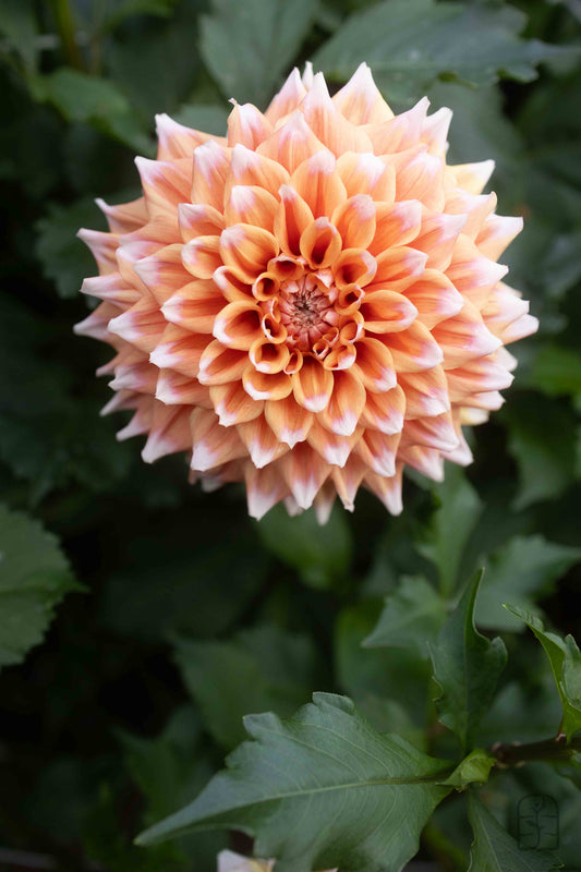 Hollyhill Orange Ice