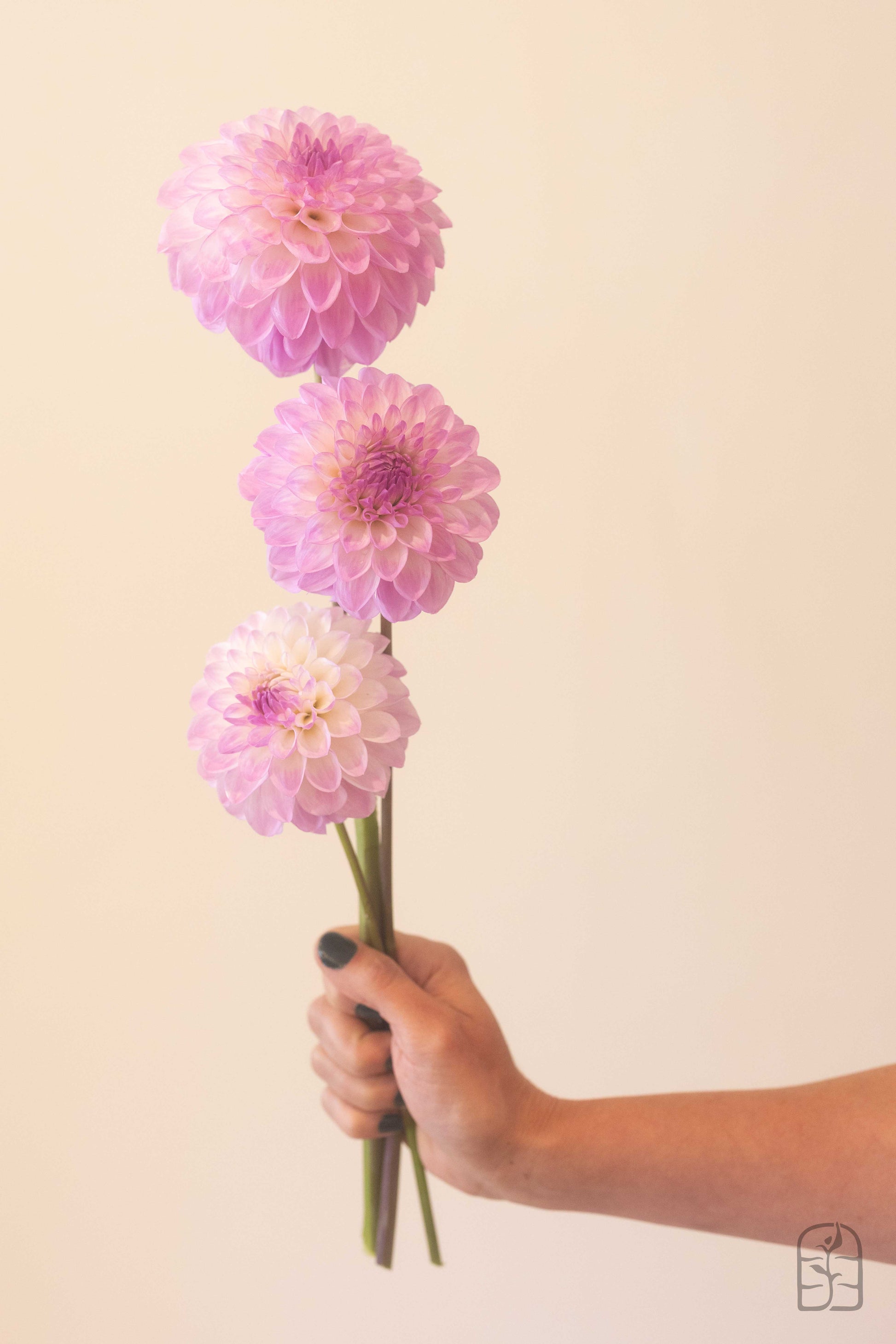 Jowey Lunel Potted Cutting