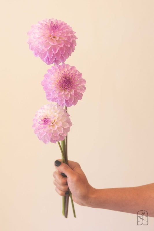 Jowey Lunel Potted Cutting