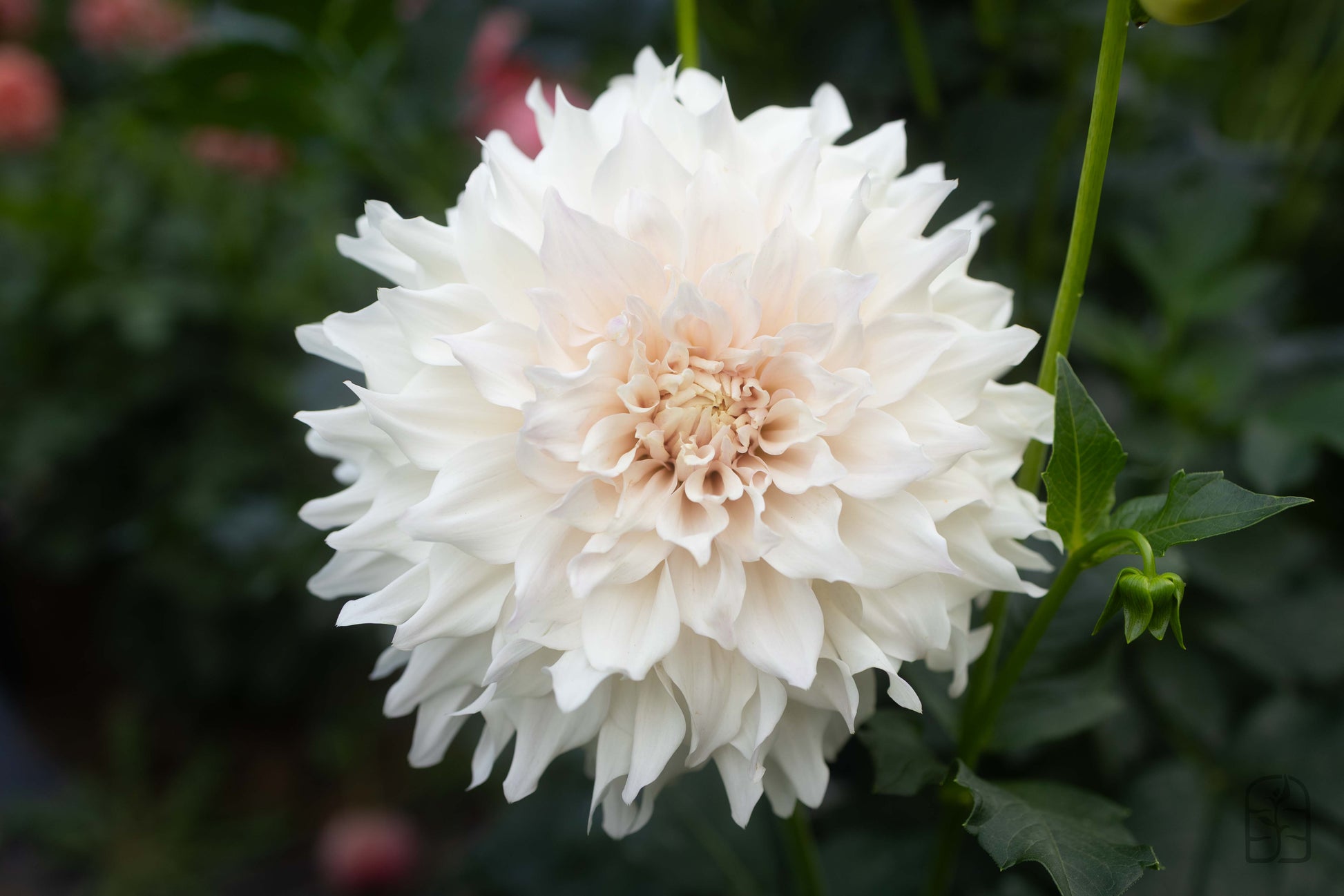 KA's® Cloud Potted Cutting