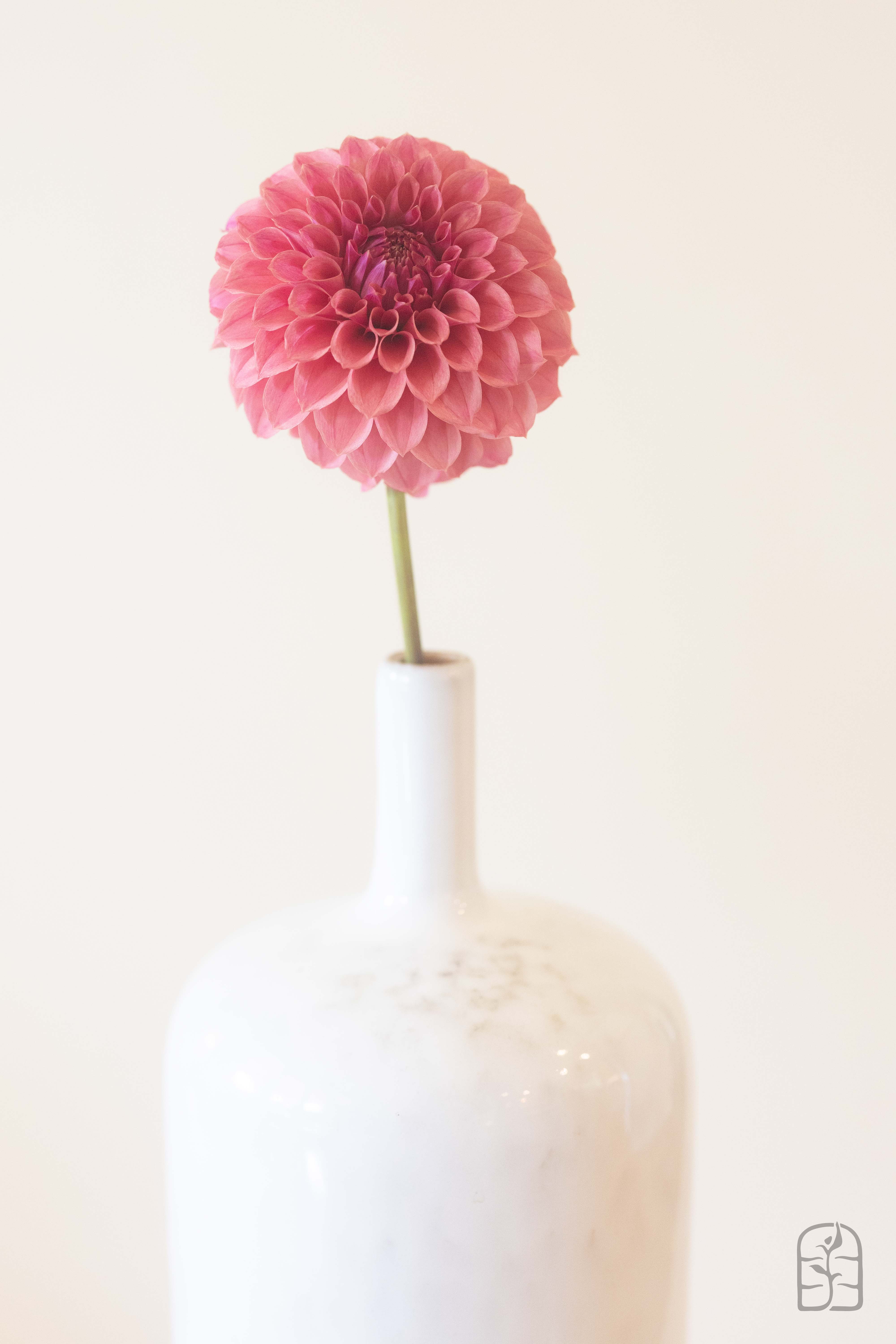 Hmf Roses KA's® Keltie Rose – Hidden Meadow Flowers