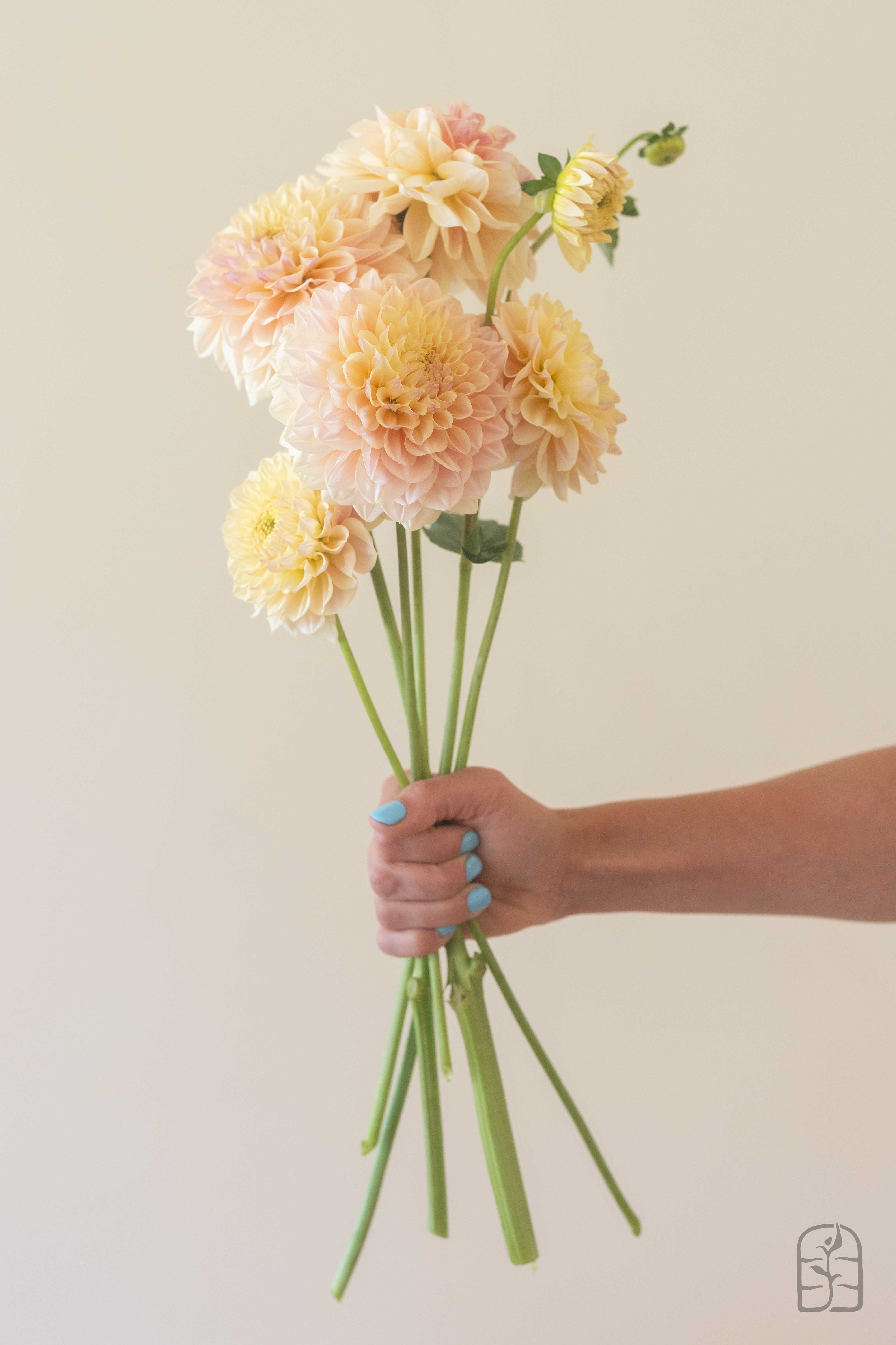 LTF Lemon Blush – Hidden Meadow Flowers