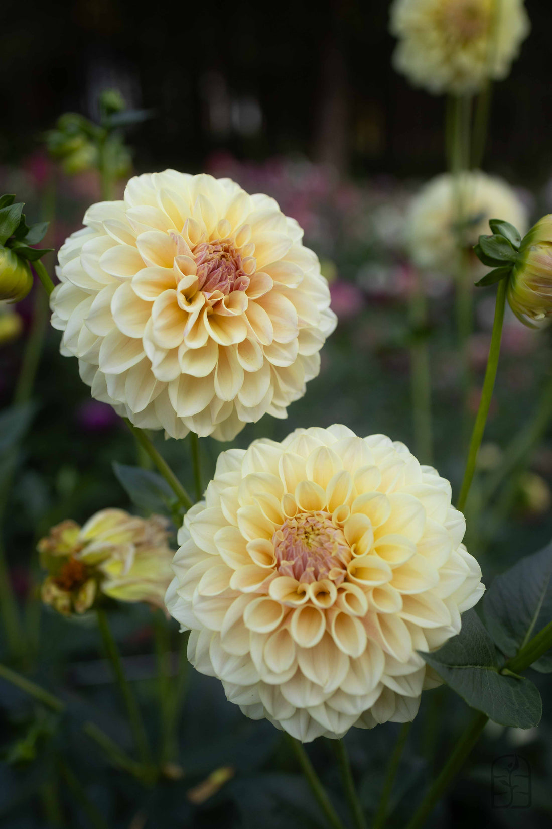 LTF Lemon Blush – Hidden Meadow Flowers