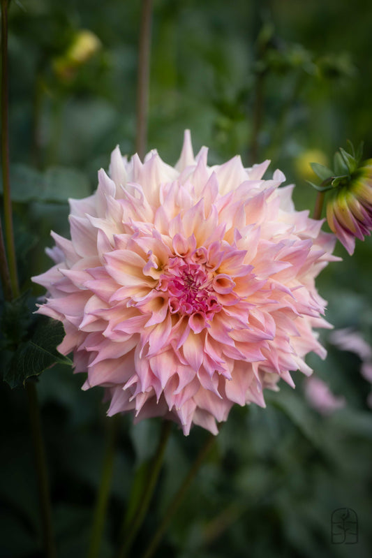 Lee's Pink Grapefruit