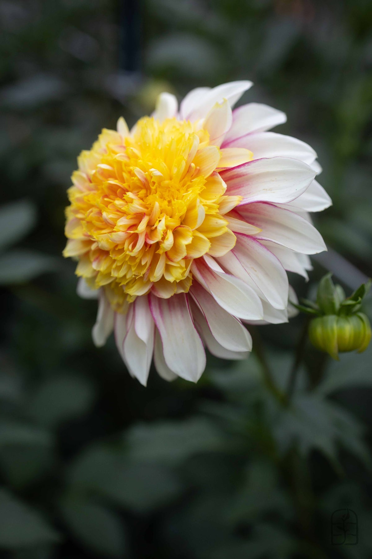 Polka – Hidden Meadow Flowers