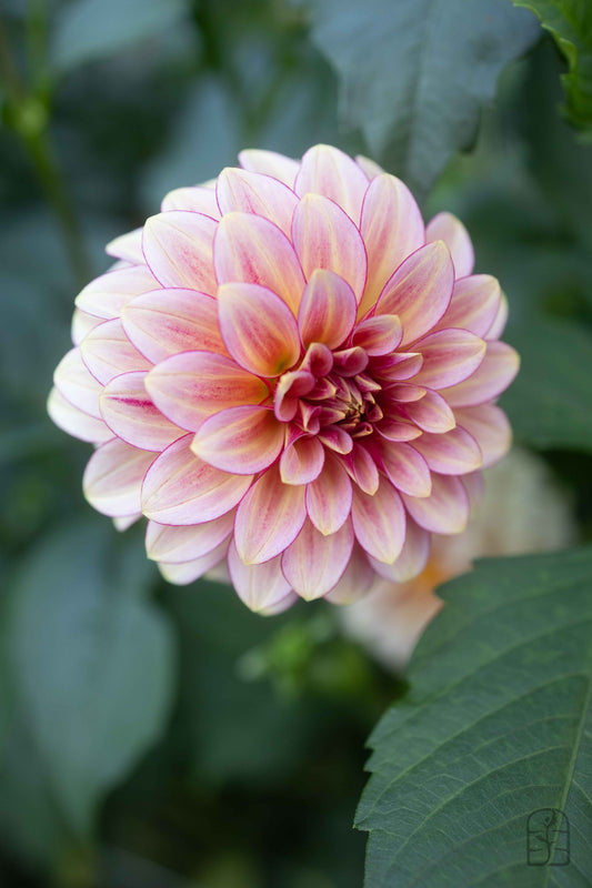 RM Raspberry Twinkle