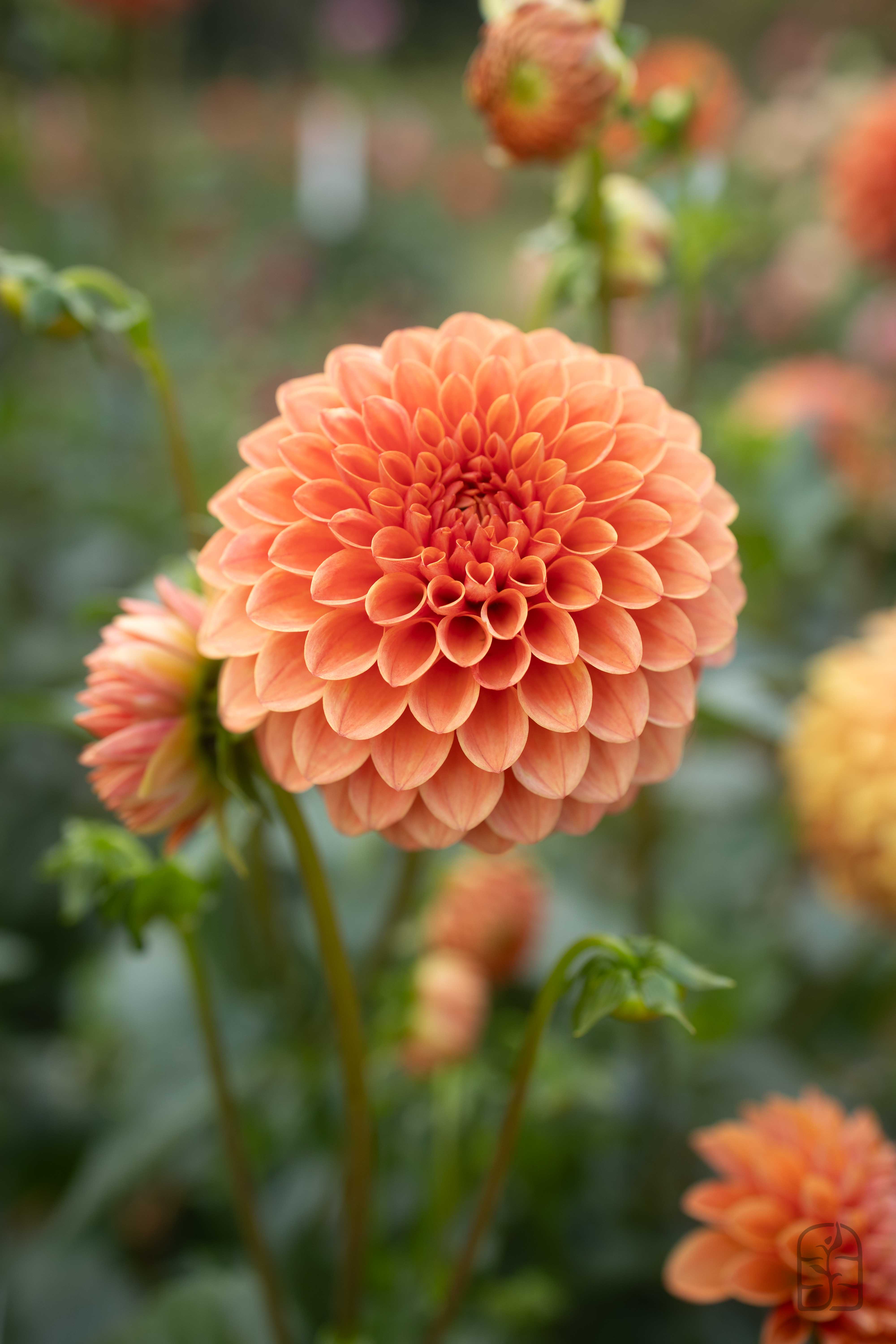Hmf Roses Rose Toscano – Hidden Meadow Flowers