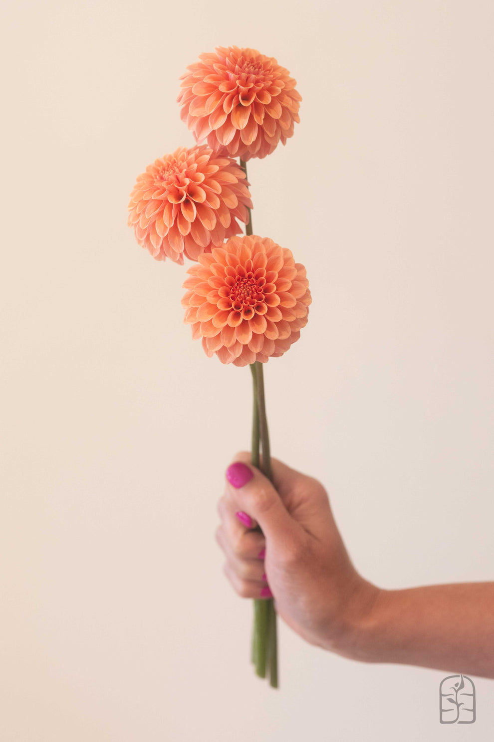 Hmf Roses Rose Toscano – Hidden Meadow Flowers