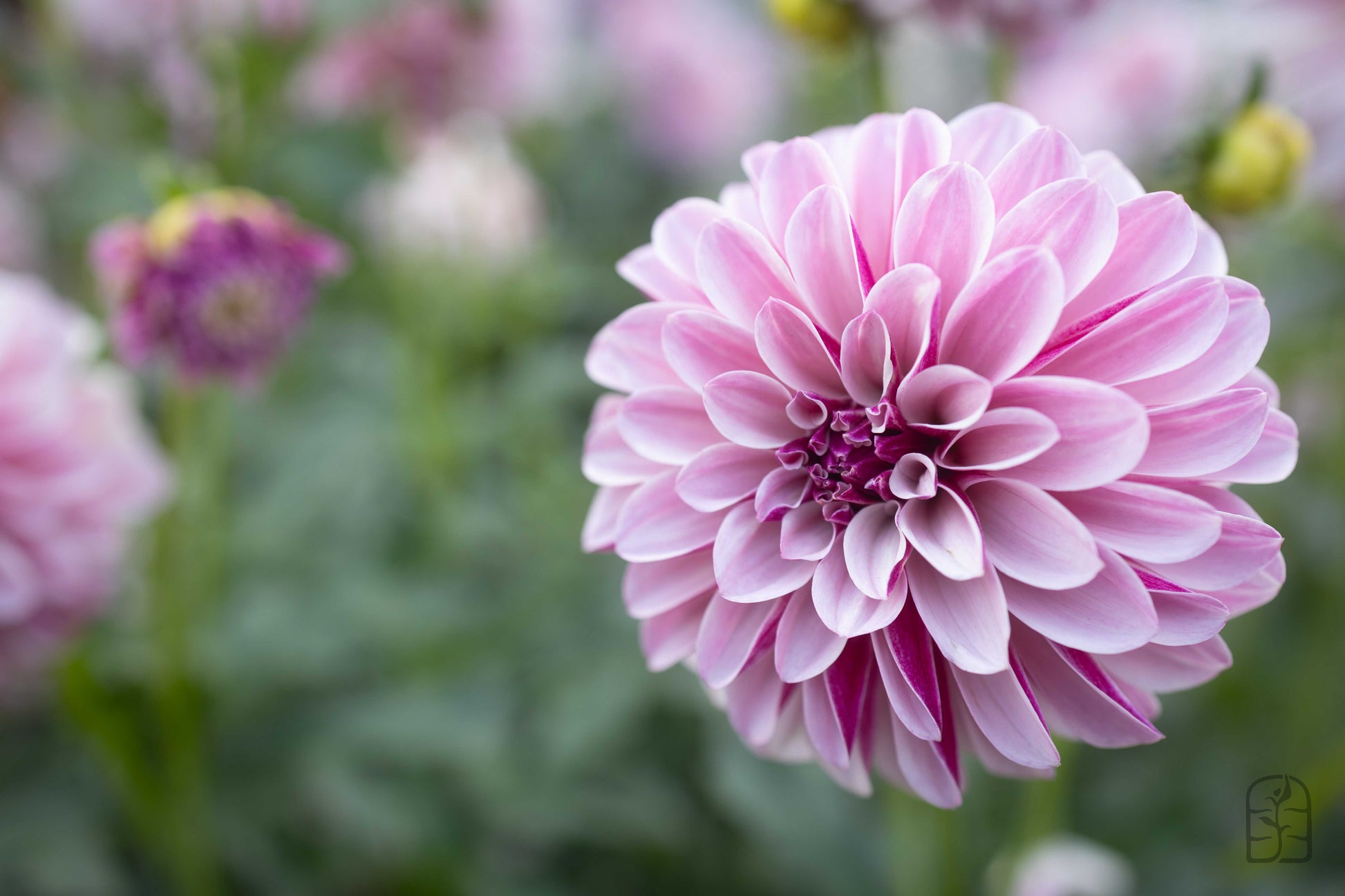 Salish Twilight Girl