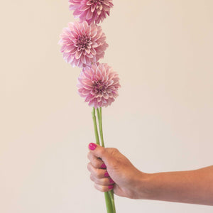 Salish Twilight Girl