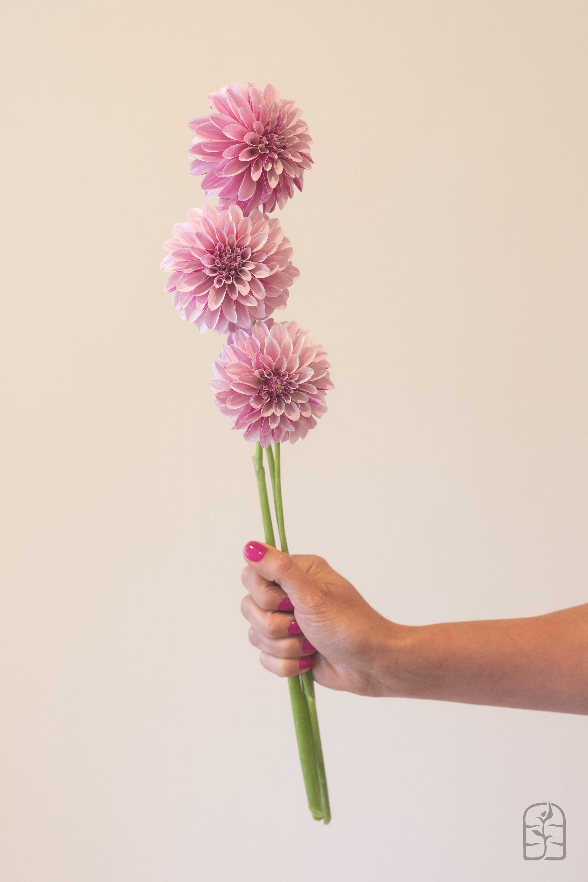 Salish Twilight Girl