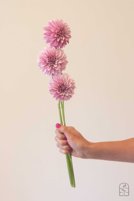 Salish Twilight Girl