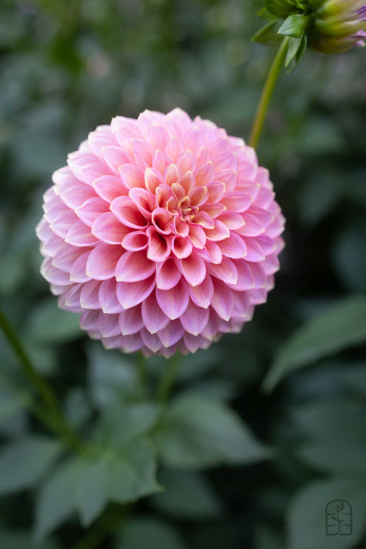 Skipley Spot Of Gold