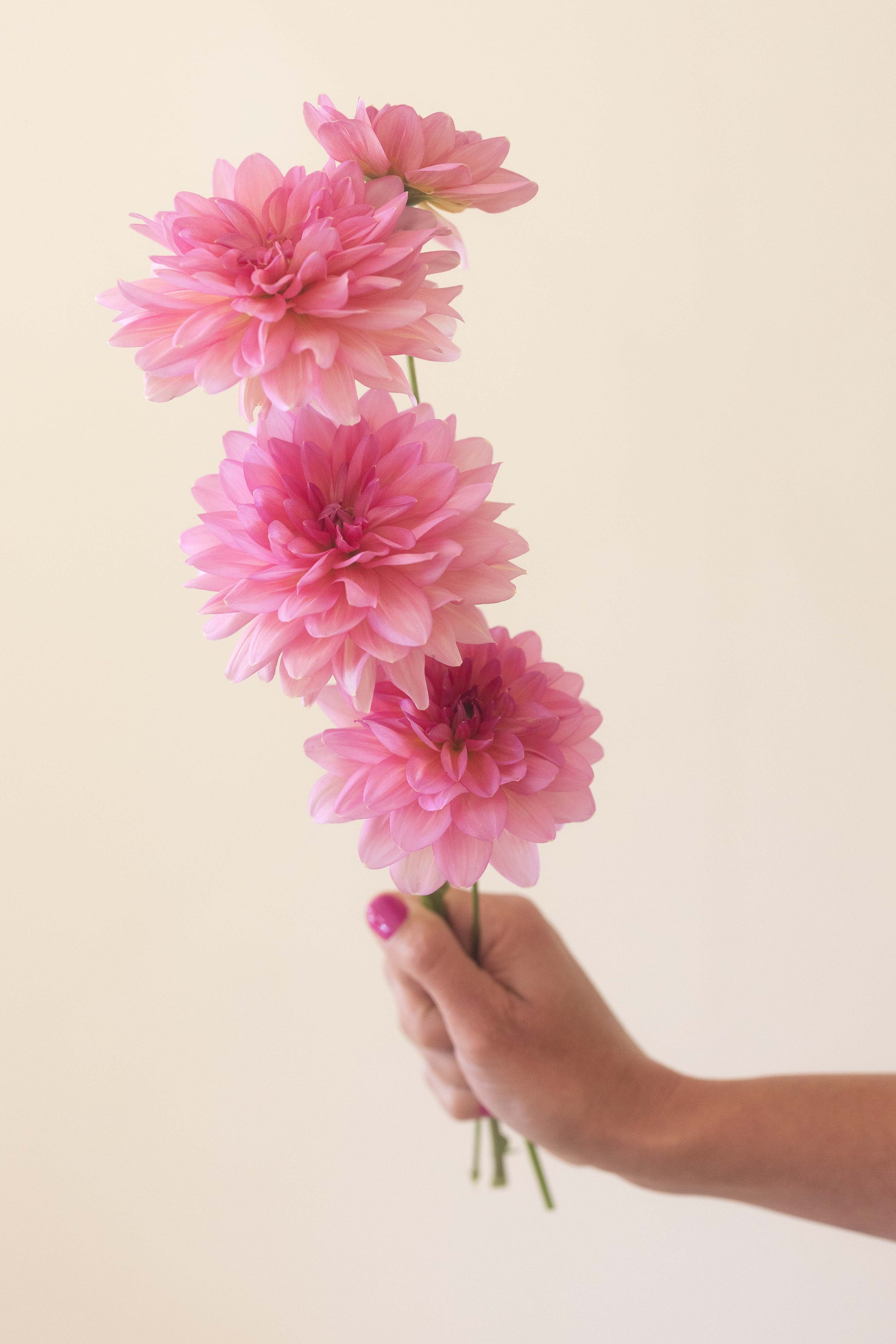 Sourire De Crozon Potted Cutting