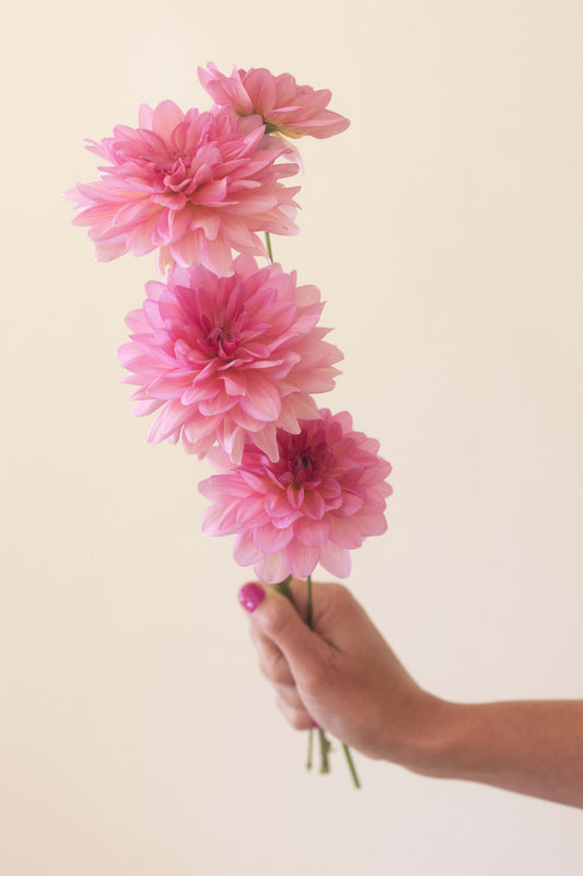 Sourire De Crozon Potted Cutting