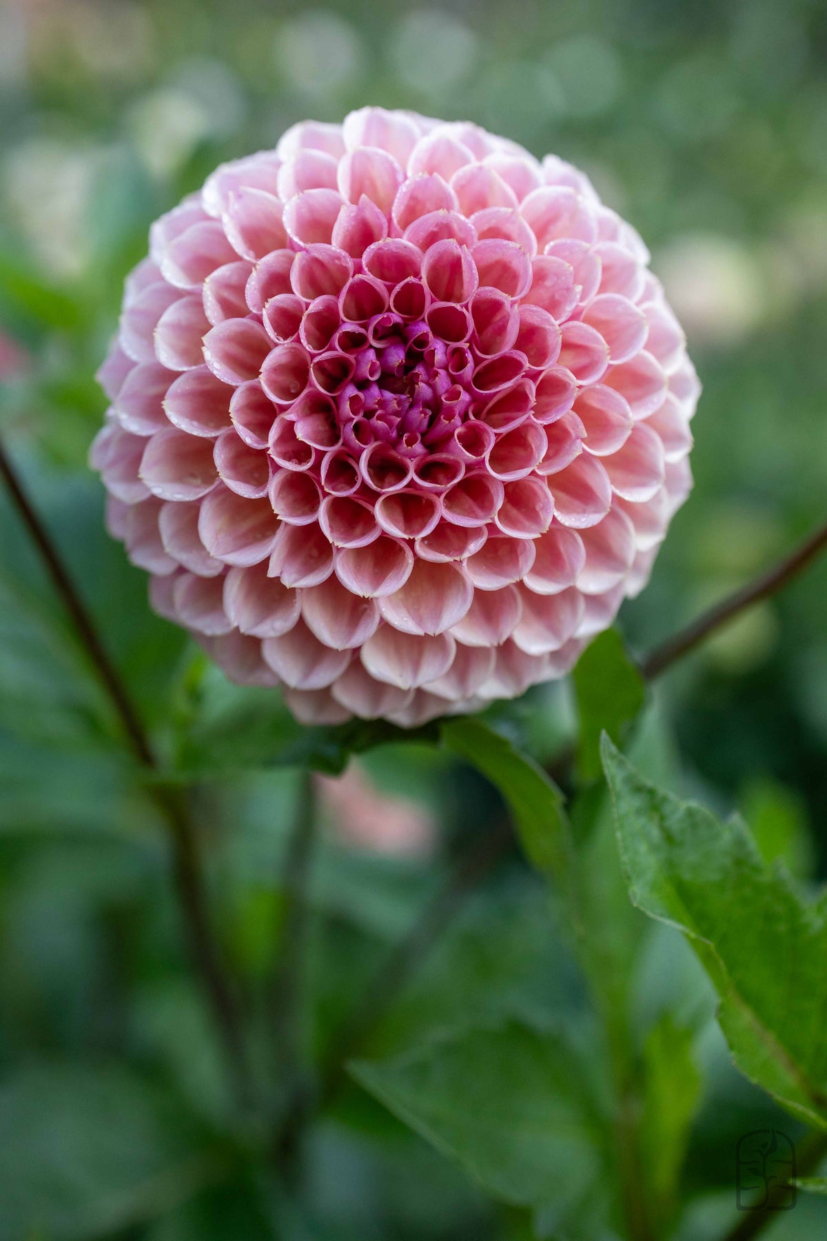 Hmf Roses US Bracken Rose – Hidden Meadow Flowers
