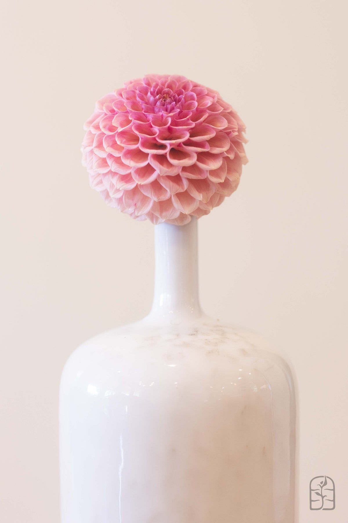 Hmf Roses US Bracken Rose – Hidden Meadow Flowers