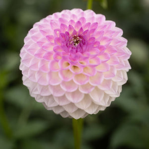 Westerton Ella Grace