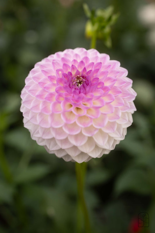 Westerton Ella Grace