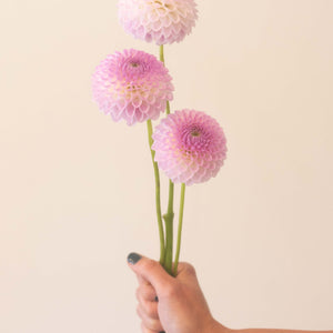 Westerton Ella Grace