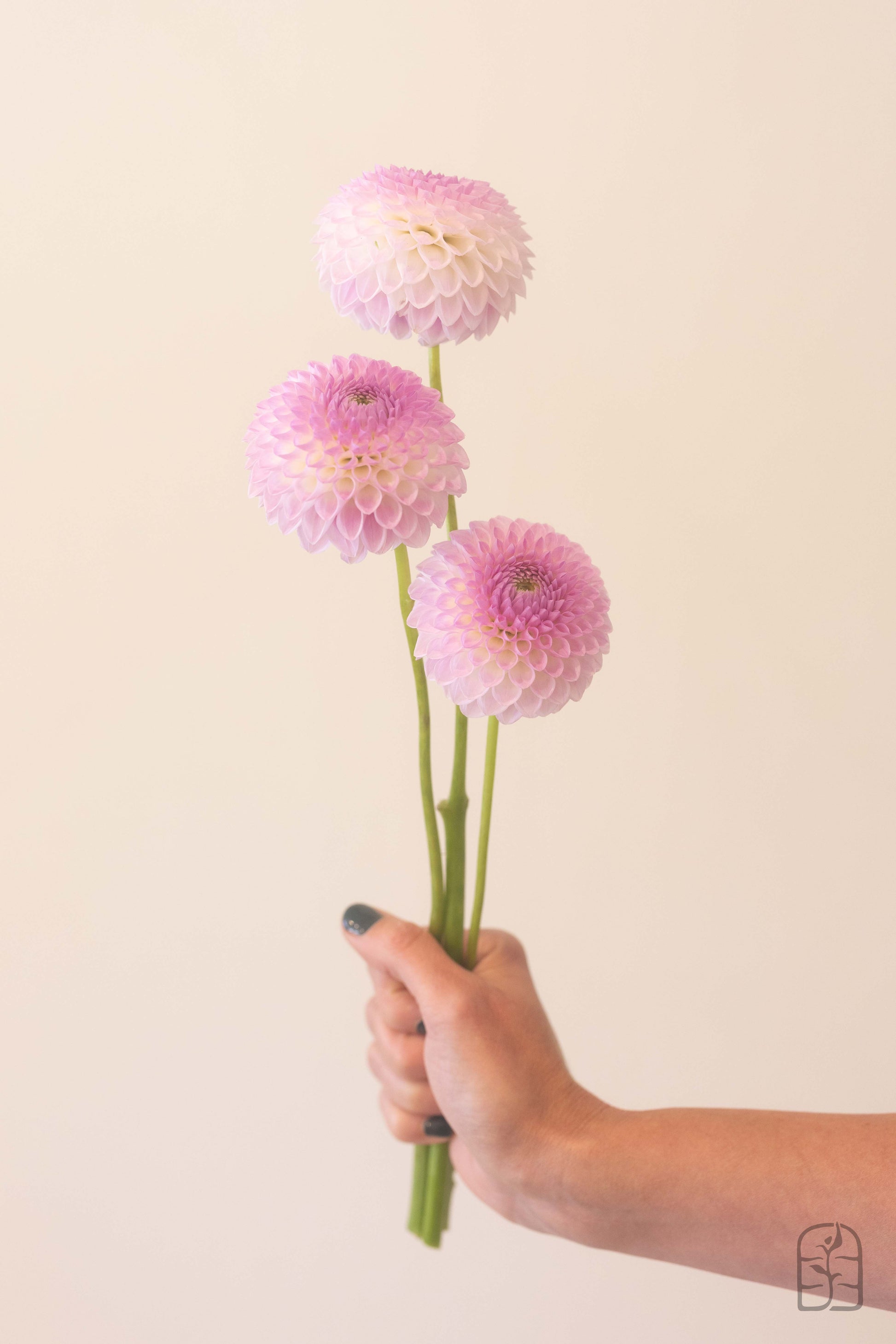 Westerton Ella Grace