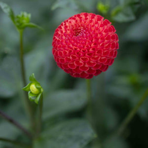 Winkie Lambrusco 🇦🇺