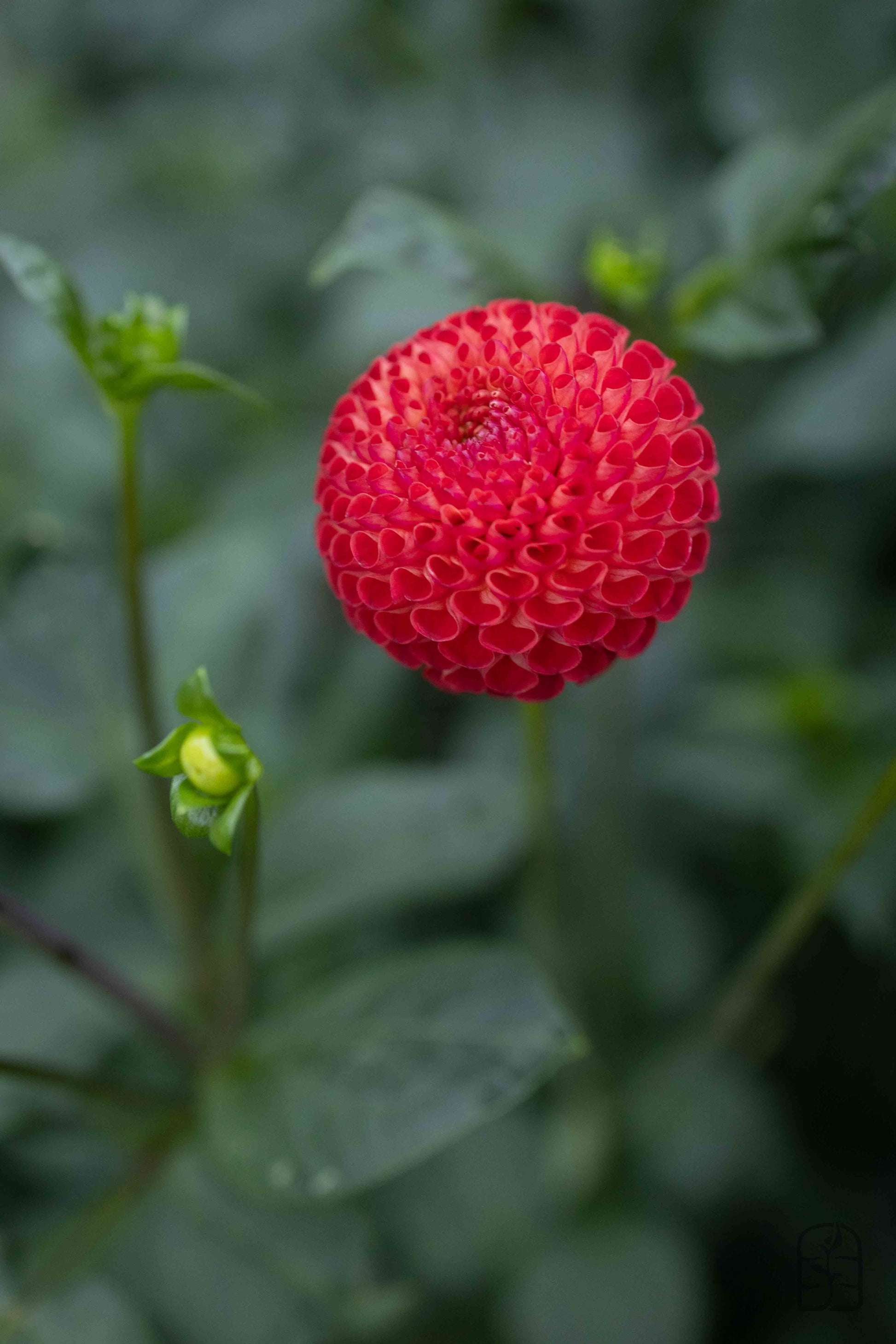 Winkie Lambrusco 🇦🇺