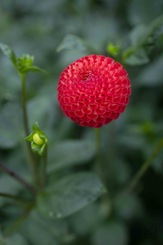 Winkie Lambrusco 🇦🇺