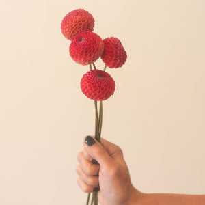 Winkie Lambrusco 🇦🇺